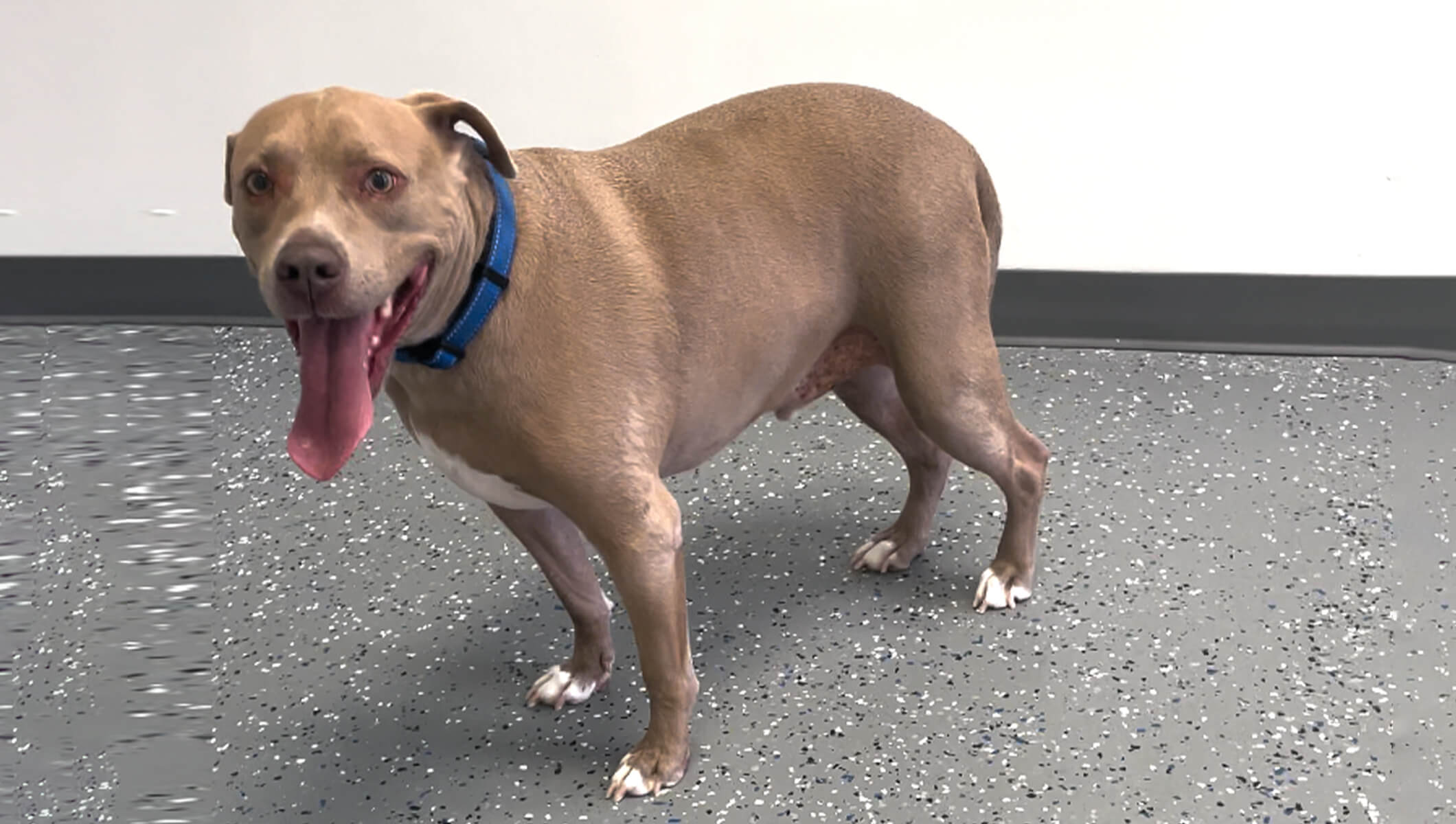 Gunner’s Transformation: From Paladin to Custom Knee Brace for a Senior Pitbull